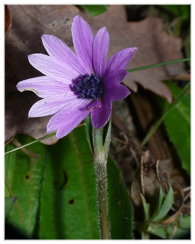 E'' arrivata  primavera.-Crocus biflorus e  Anemone hortensis
